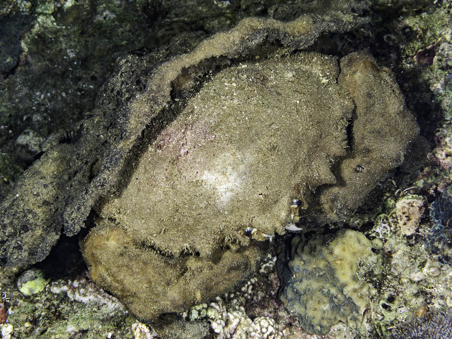 Dromidiopsis edwardsi